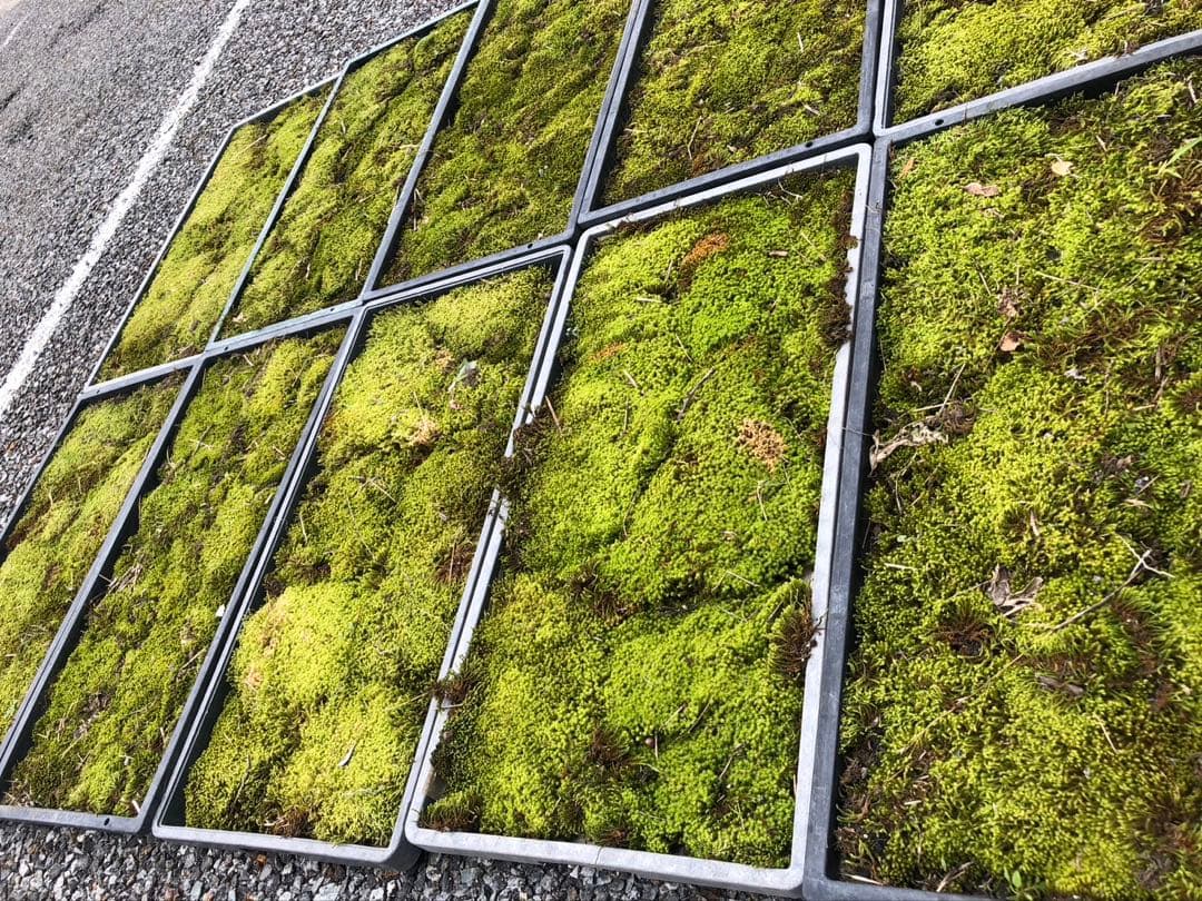 スナゴケ　砂苔　50枚 円　送料込み　天然 40㎝✖︎30㎝