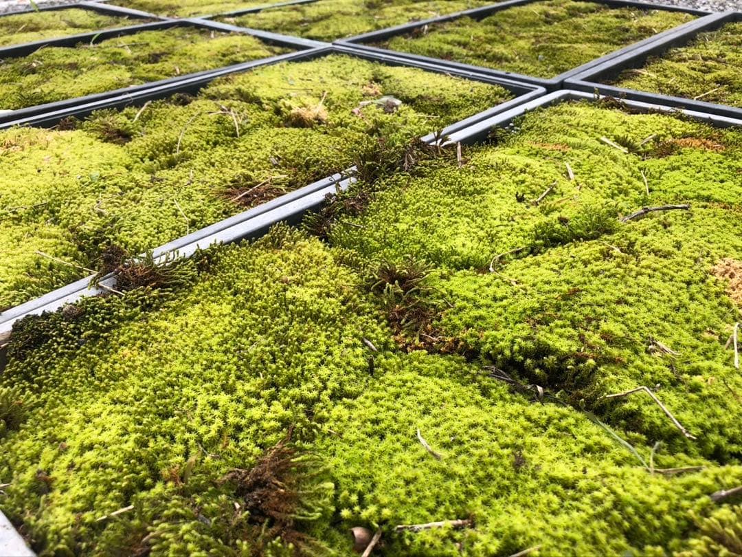 スナゴケ　砂苔　50枚 円　送料込み　天然 40㎝✖︎30㎝