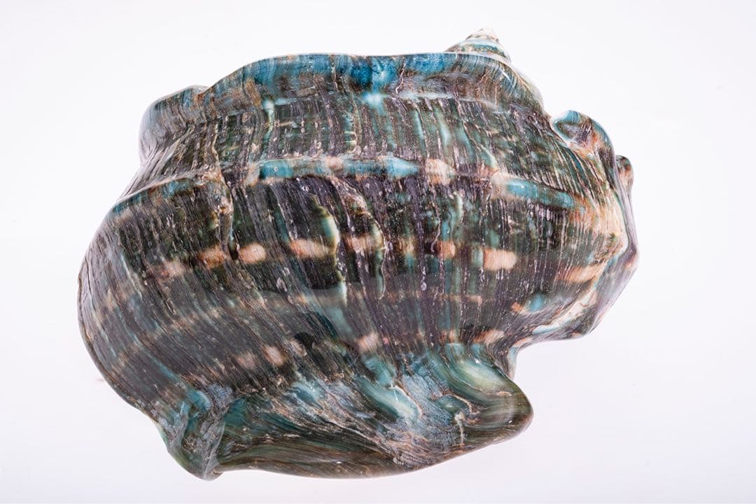 沖縄県産　夜光貝　姿磨き