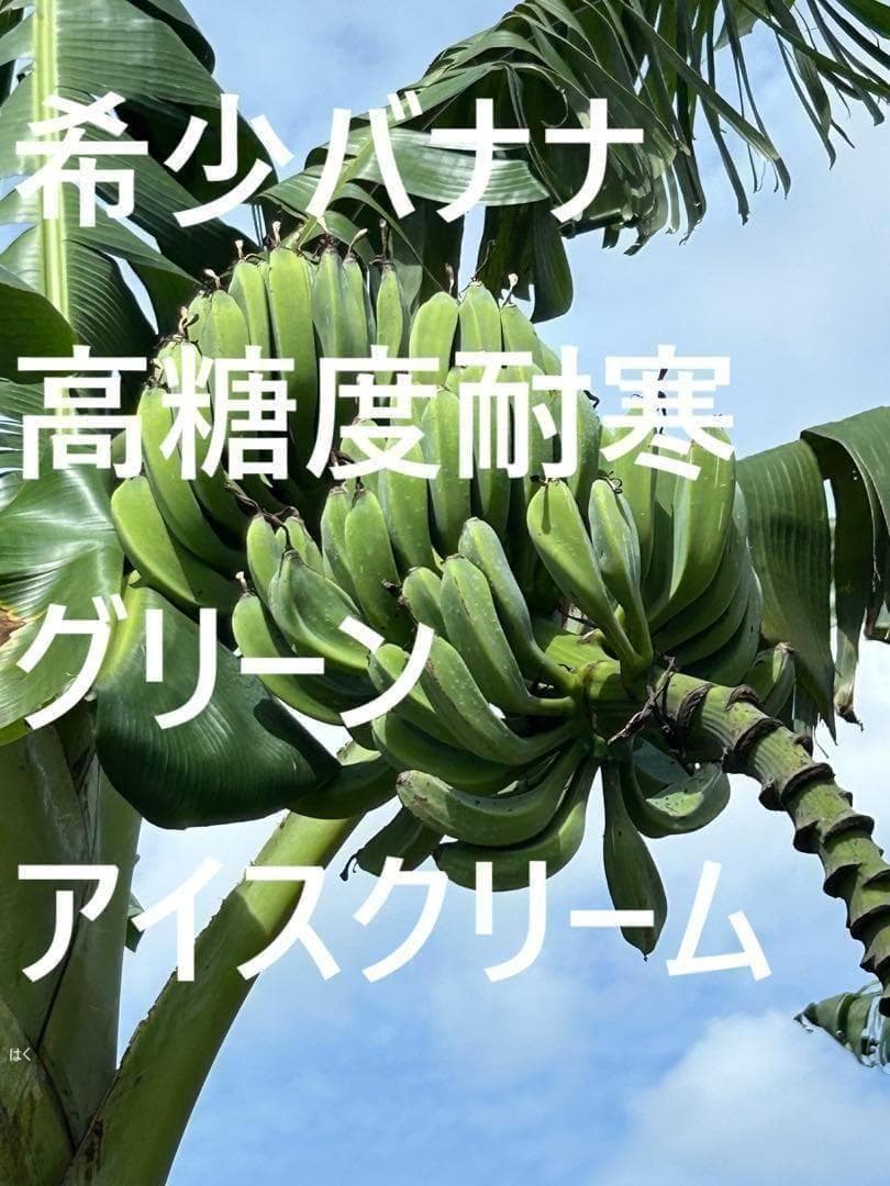 最終1苗◆220㎝★グリーンアイスクリーム・バナナ苗★至福の甘さ。耐寒性強い低木