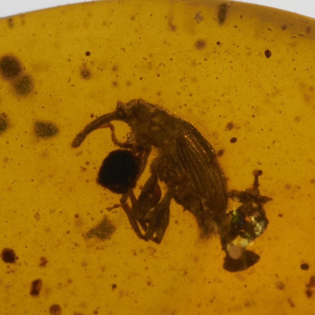 レア極上品 pa0010虫入り琥珀化石　ミャンマーカムティかタナイ9900万年前