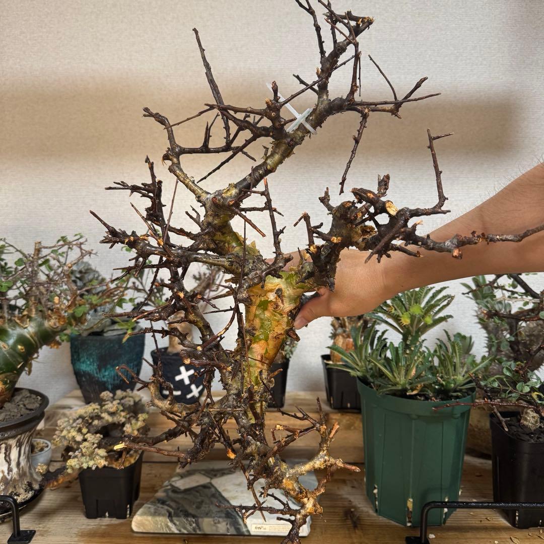 M*a様 CP20 コミフォラ ピンネイトリーブス 希少 大株 良型