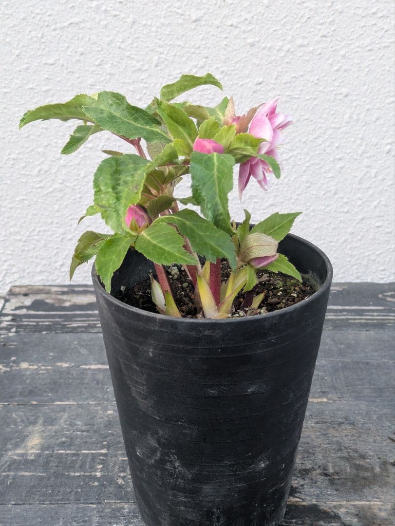 【広瀬園芸】クリスマスローズ　ソレイユ系dd整形花