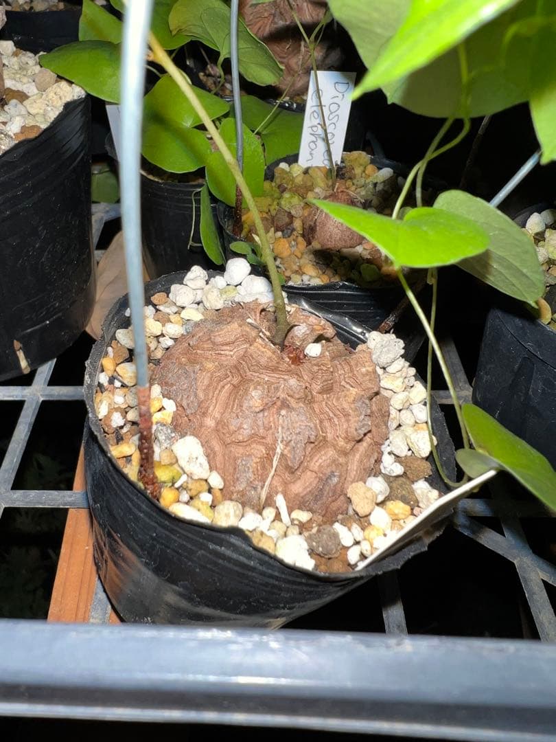 確認用　亀甲竜　実生株