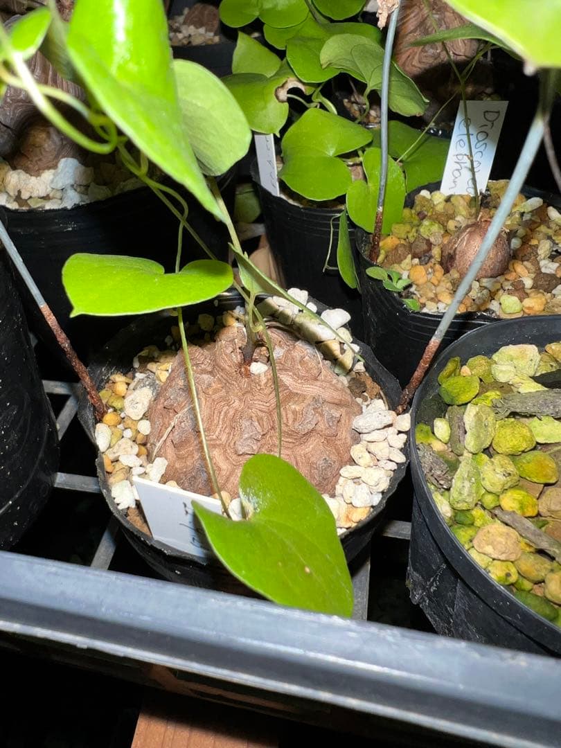 確認用　亀甲竜　実生株