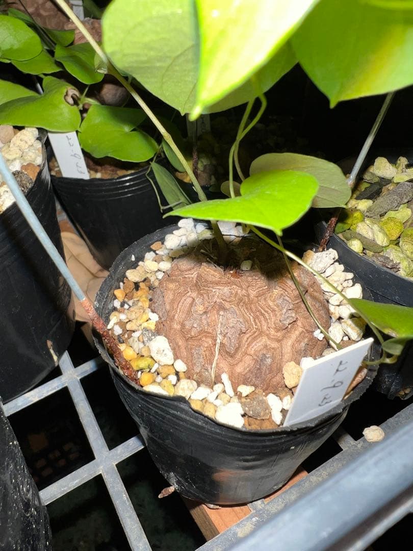 確認用　亀甲竜　実生株