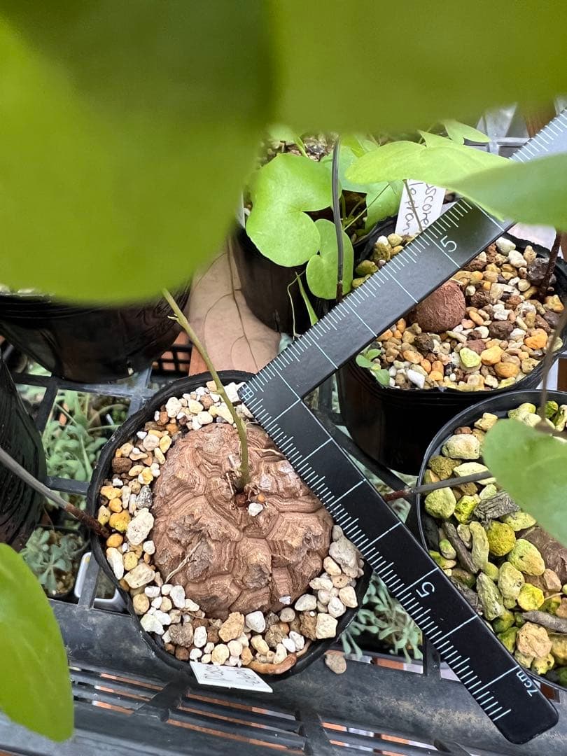 確認用　亀甲竜　実生株