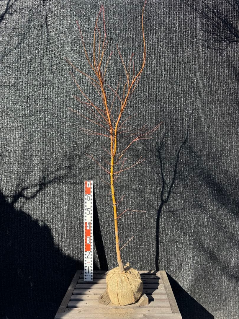 カツラモミジ　大株　【品番3520】