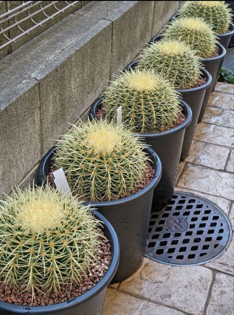 金鯱 サボテン キンシャチ 8号 オプション１と３