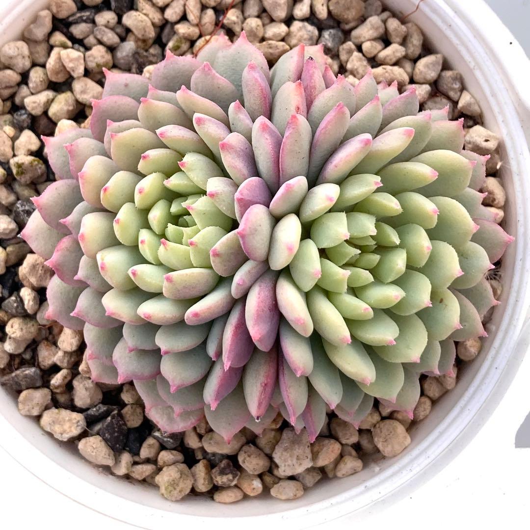 花*ん様 【鉢付き】ミックスベリア ちょこん8苗セット売りまとめ売りおらいさん自