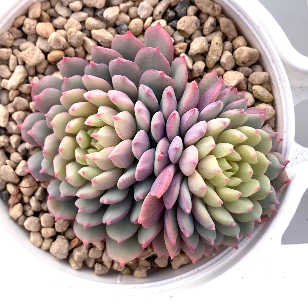 花*ん様 【鉢付き】ミックスベリア ちょこん8苗セット売りまとめ売りおらいさん自