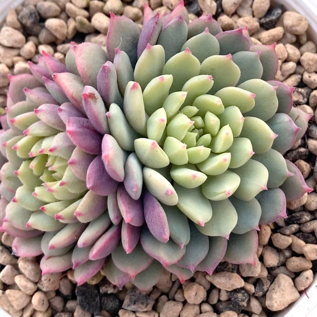 花*ん様 【鉢付き】ミックスベリア ちょこん8苗セット売りまとめ売りおらいさん自