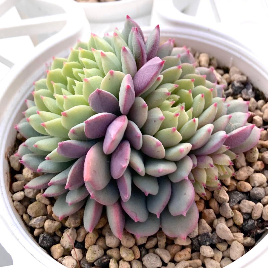 花*ん様 【鉢付き】ミックスベリア ちょこん8苗セット売りまとめ売りおらいさん自