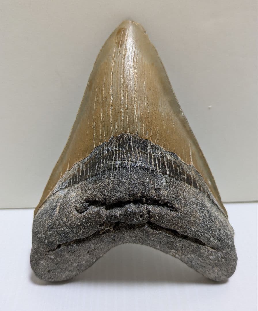 メガロドン化石 重さ256.5g 長辺約127mm(約5インチ) 横辺約93mm