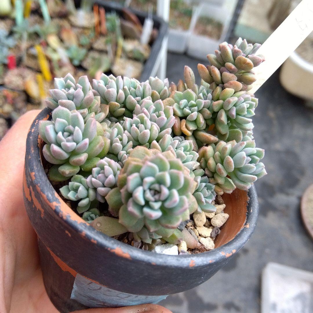 モケモケ～⭐️リンダリンダ⭐️多肉植物 群生中 ぼのぼの Bono いっぱい❤️