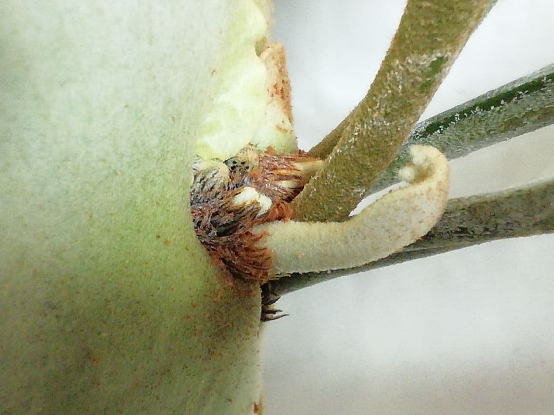 ビカクシダ　P.bifurcatum old type 　希少株　子株多数