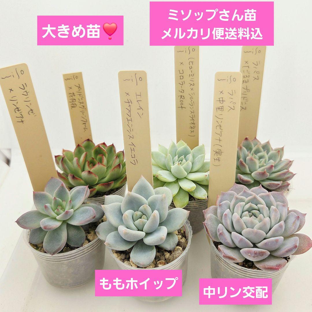 ⑥大きめ ももホイップ❣️中里リンゼアナ交配❣️発根済6苗メルカリ便込