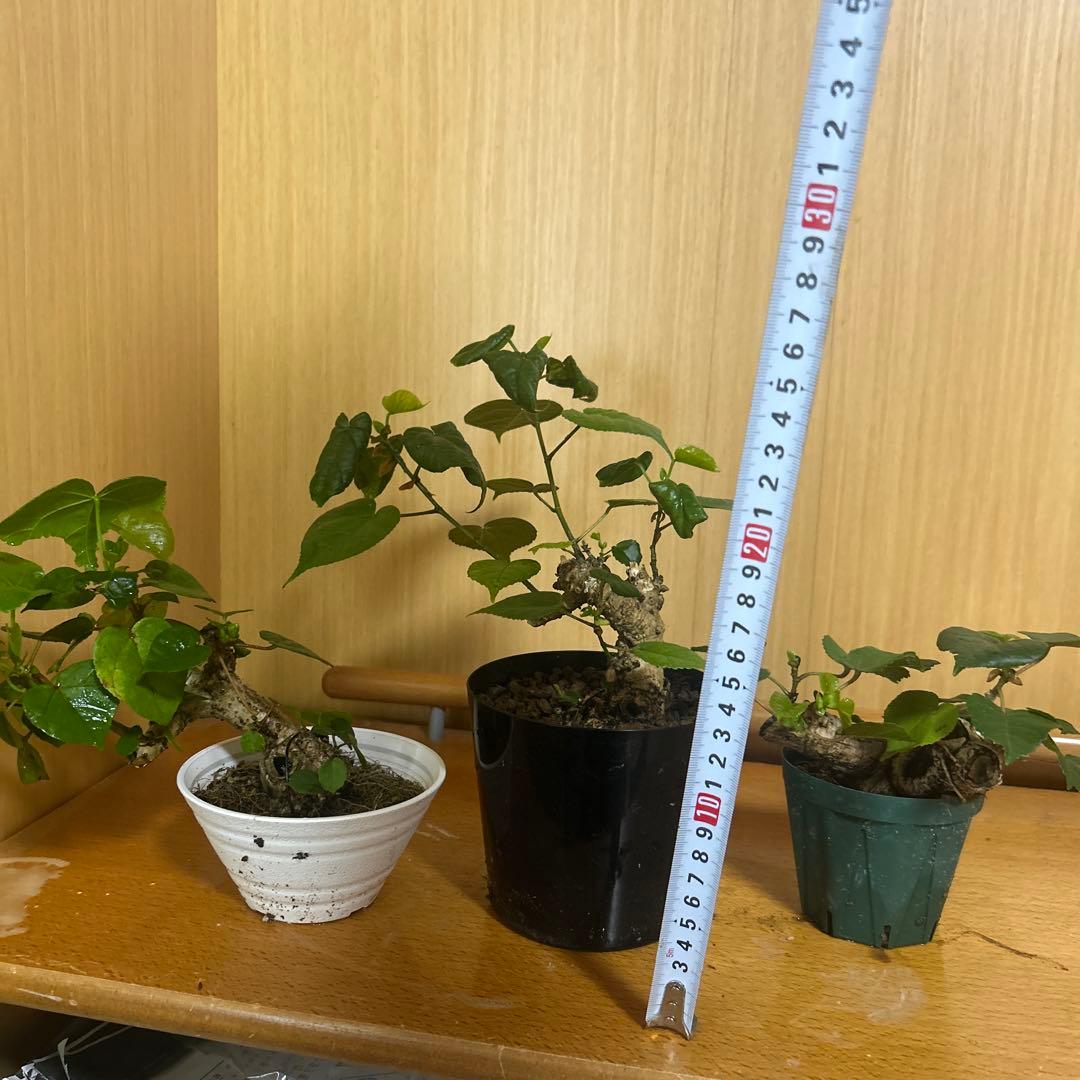 オオハマボウ！クリスマスセール12/25まで