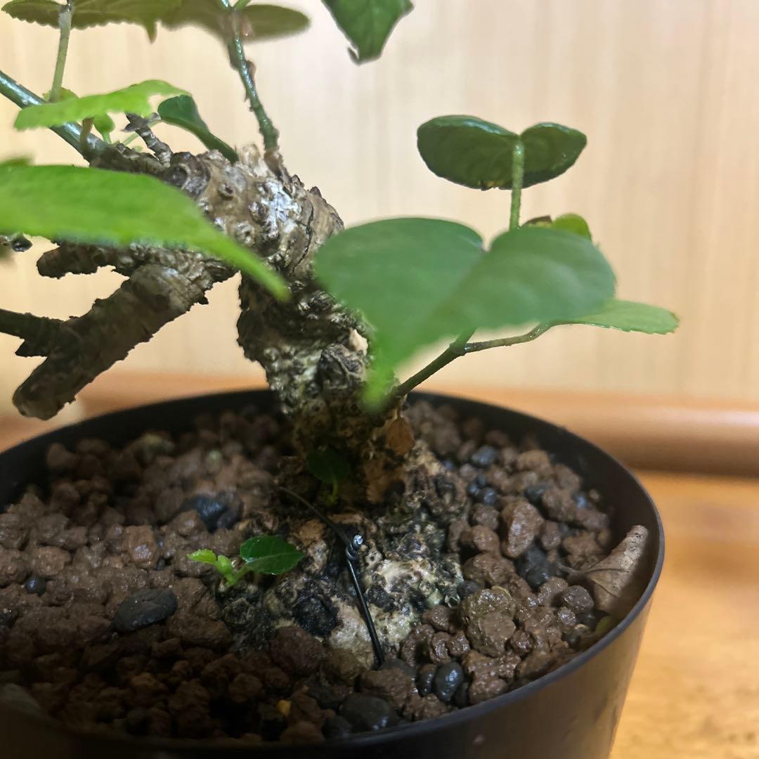 オオハマボウ！クリスマスセール12/25まで