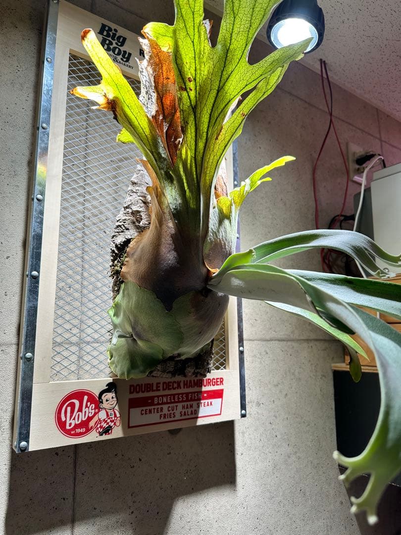 か*し様 p.willinckii wild 大株