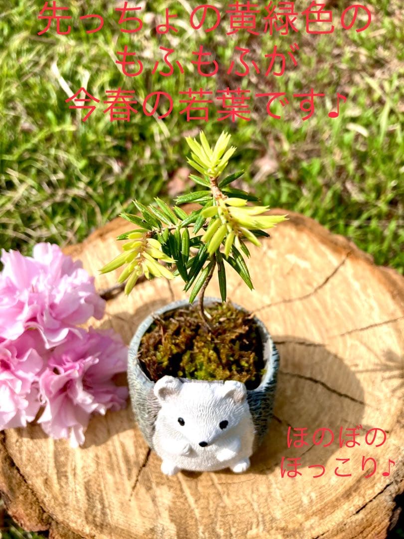 森の奥深くからやって来た天然野生の可愛い樅の木さん＊今春3年生！＊もみの木