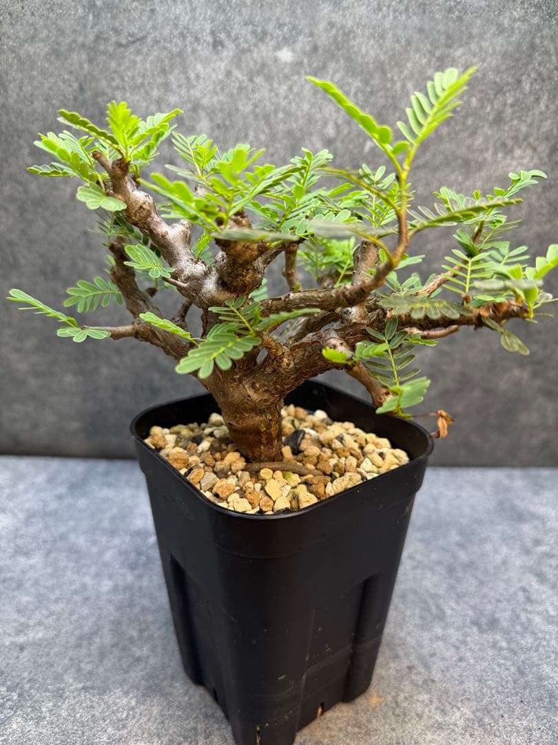 センナ メリディオナリス　海外実生　発根済　202