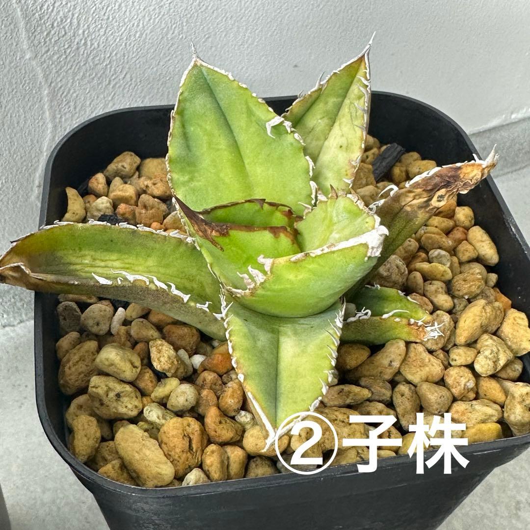 チタノタ イタリア産 STUDS TYPE セット ※バラ売り可能 検）麻花龍