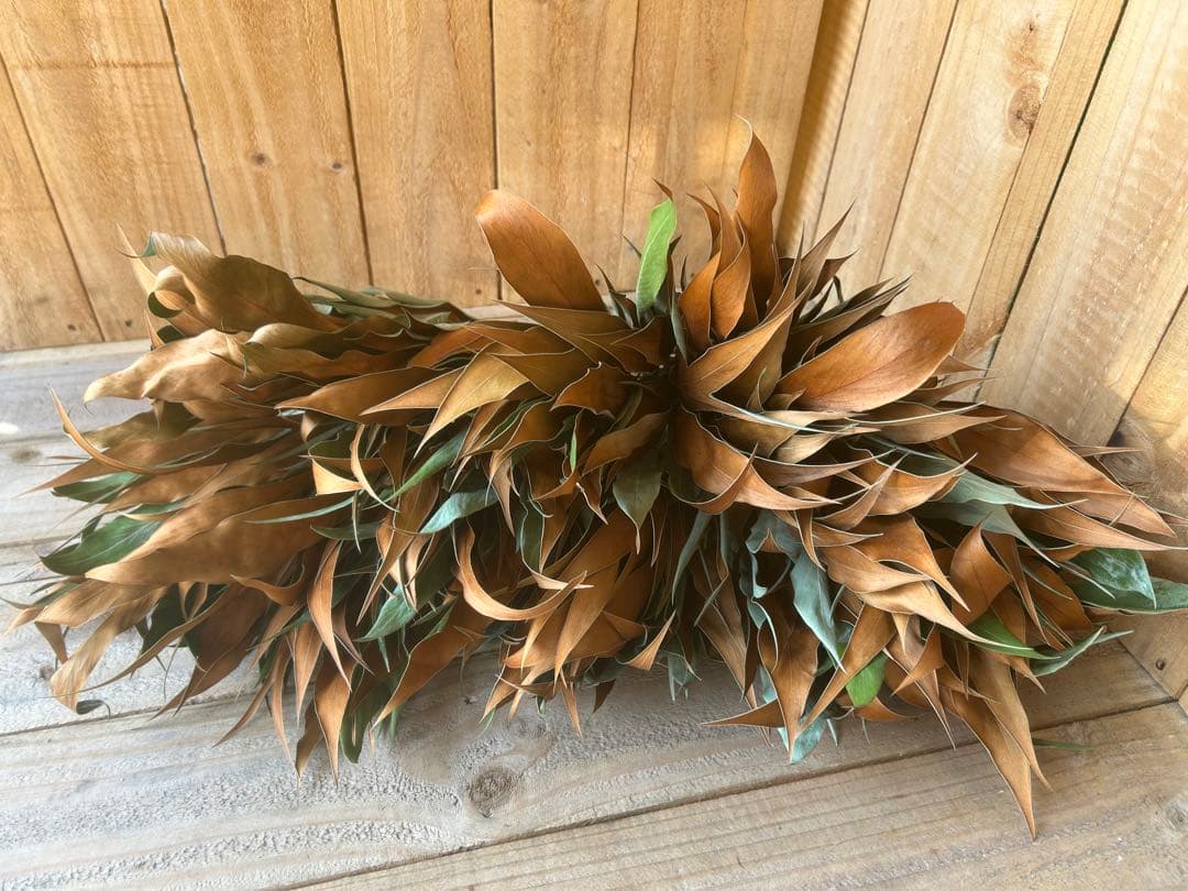 Shi-u☘️クローバー様✨人気花材❗️【⭐️】50本 グレビリアゴールド　ドライ