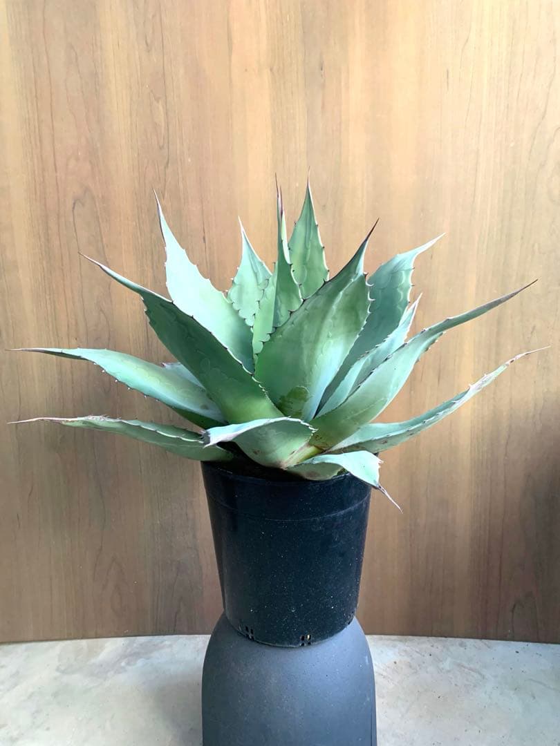 アガベ・オバティフォリア　大きめー