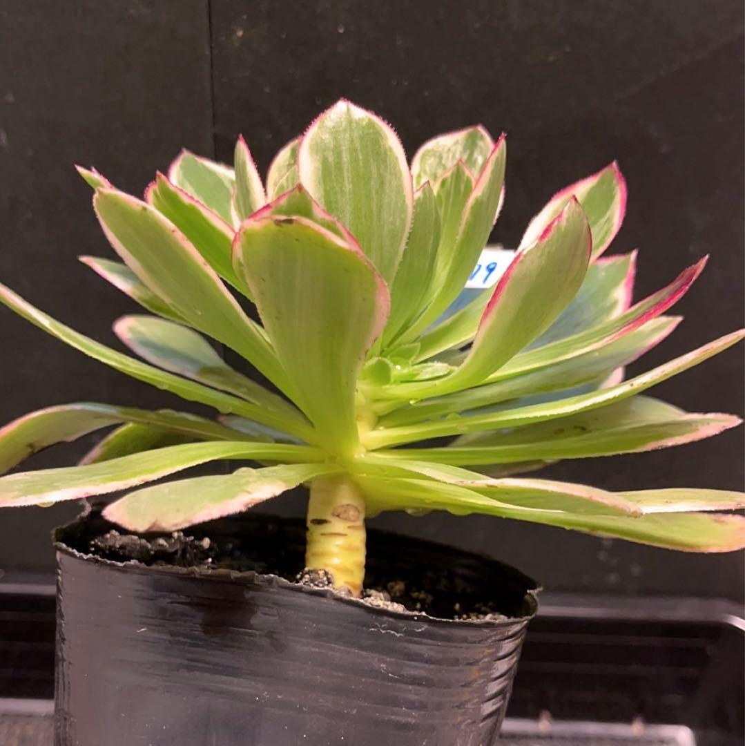 79#多肉植物アエオニウム錦❤️浣纱锦❤️1大頭4-5子芽19cm拔き苗