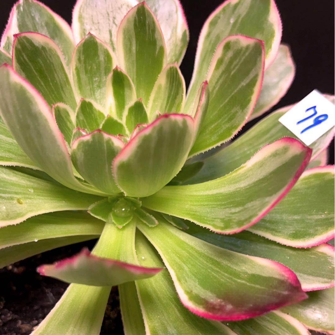 79#多肉植物アエオニウム錦❤️浣纱锦❤️1大頭4-5子芽19cm拔き苗