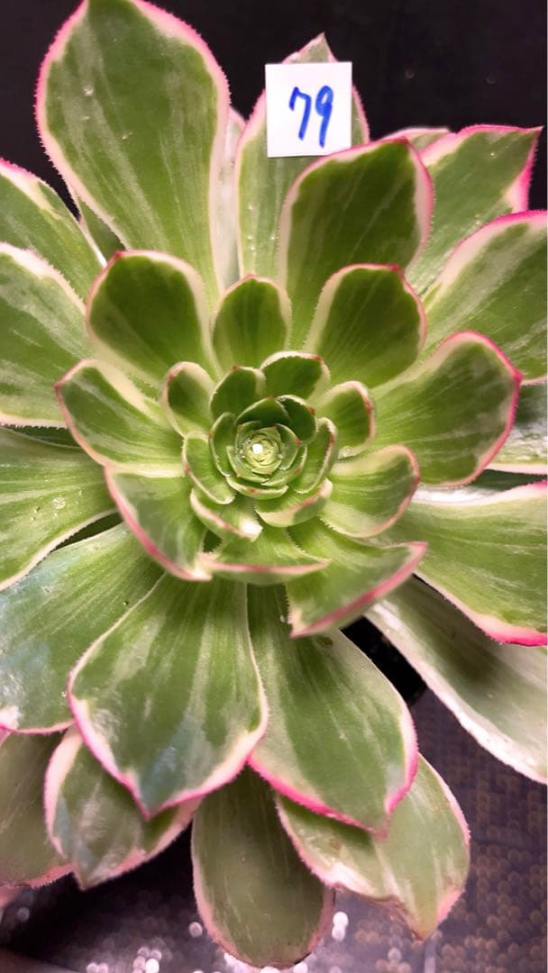 79#多肉植物アエオニウム錦❤️浣纱锦❤️1大頭4-5子芽19cm拔き苗