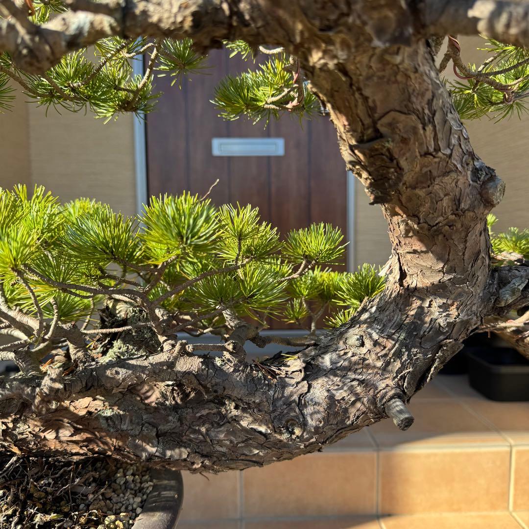 五葉松　Japanese White Pine 山秋手造り丸鉢