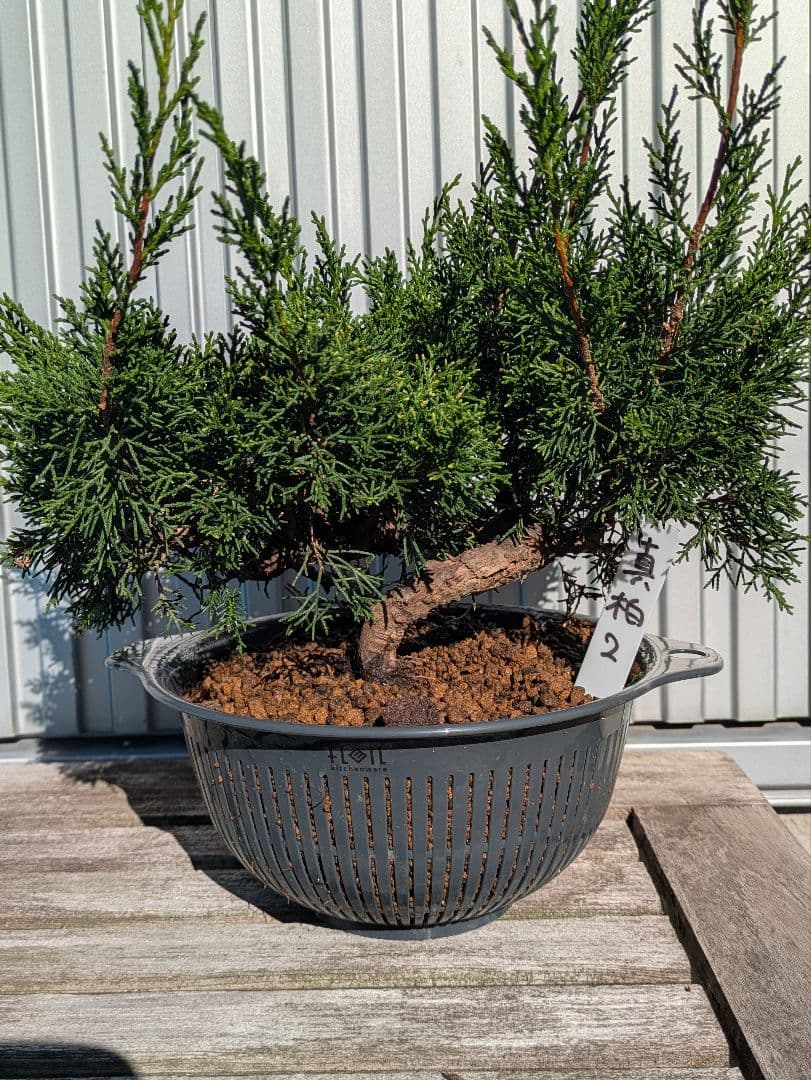 盆栽素材　真柏2 成長中♥