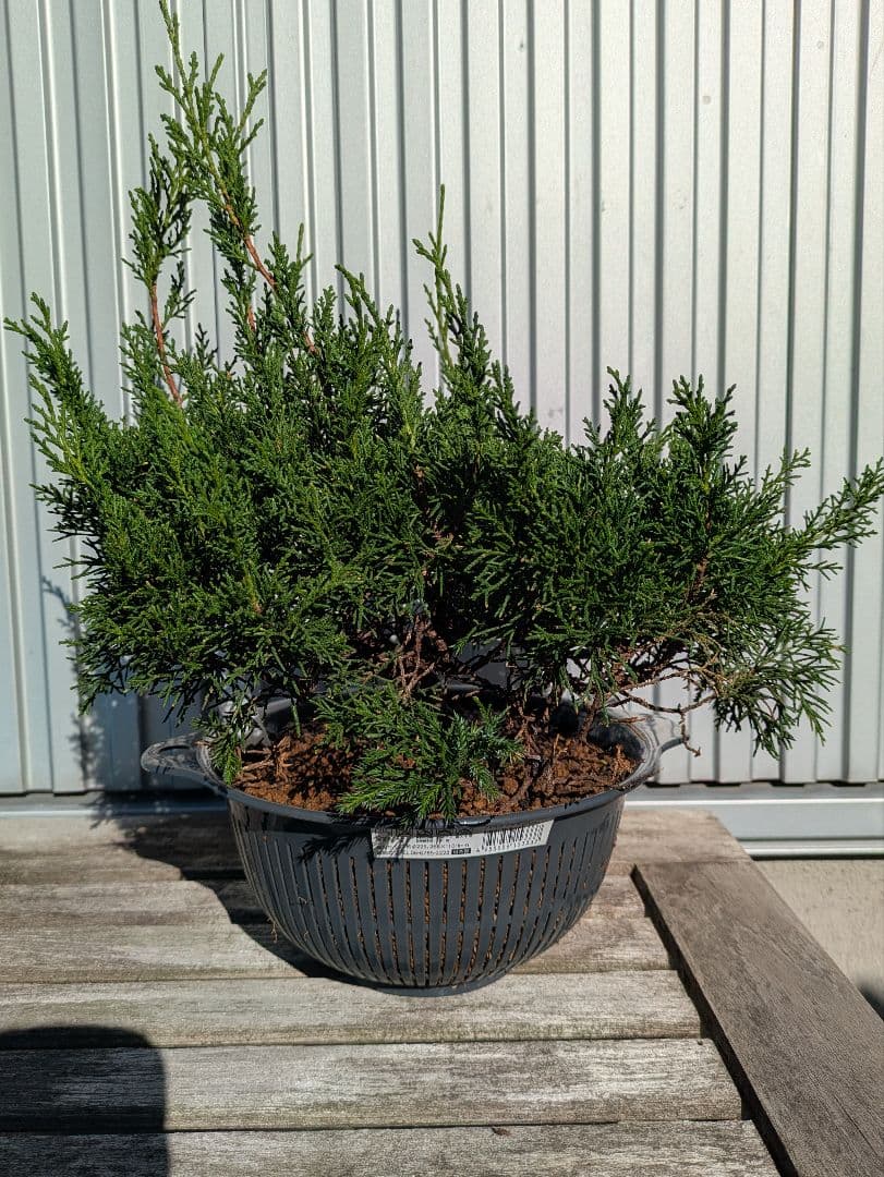 盆栽素材　真柏2 成長中♥