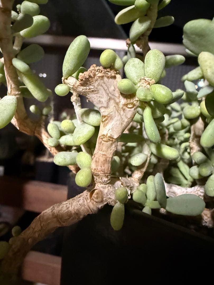 ケラリア　ピグマエア　綴化　モンスト