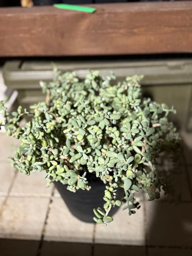 ケラリア　ピグマエア　綴化　モンスト