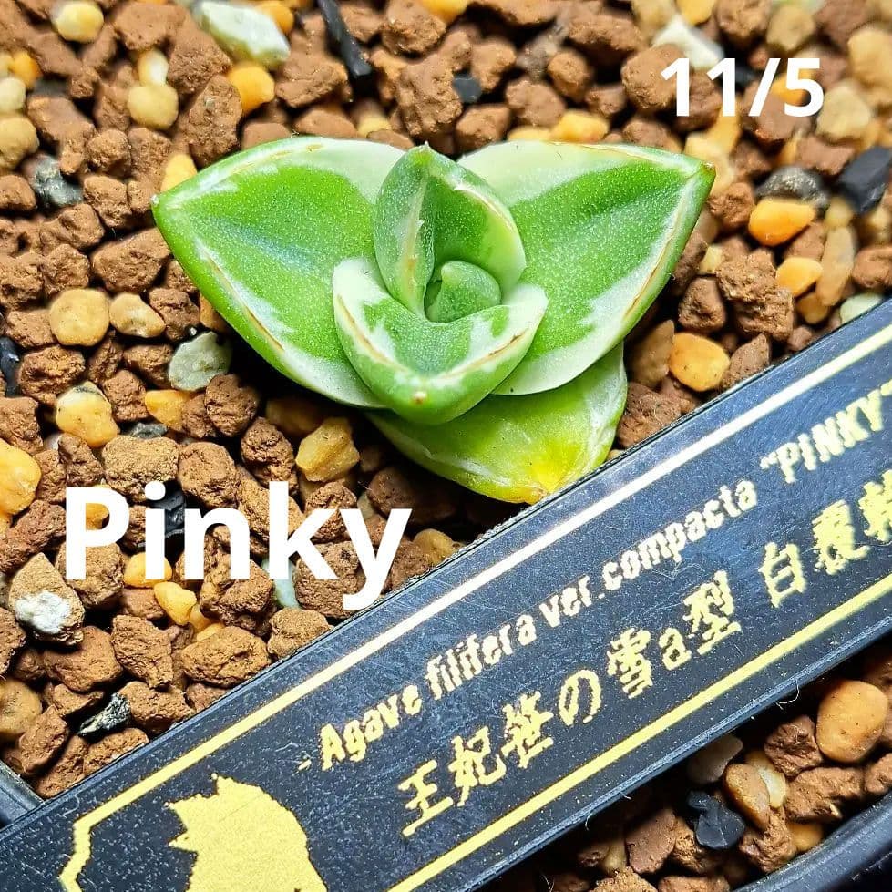 ★発根済★②　王妃笹の雪a型白覆輪　ピンキー