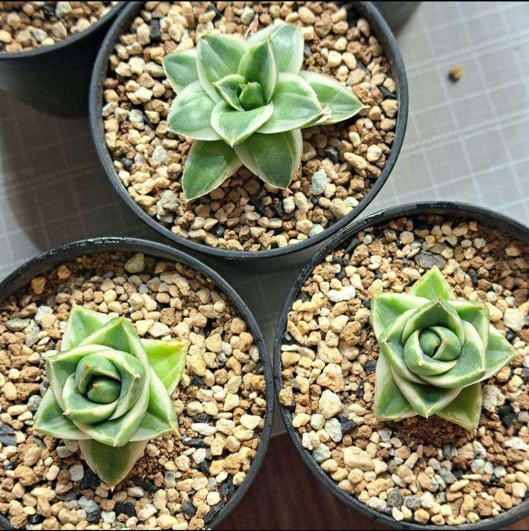 ★発根済★②　王妃笹の雪a型白覆輪　ピンキー