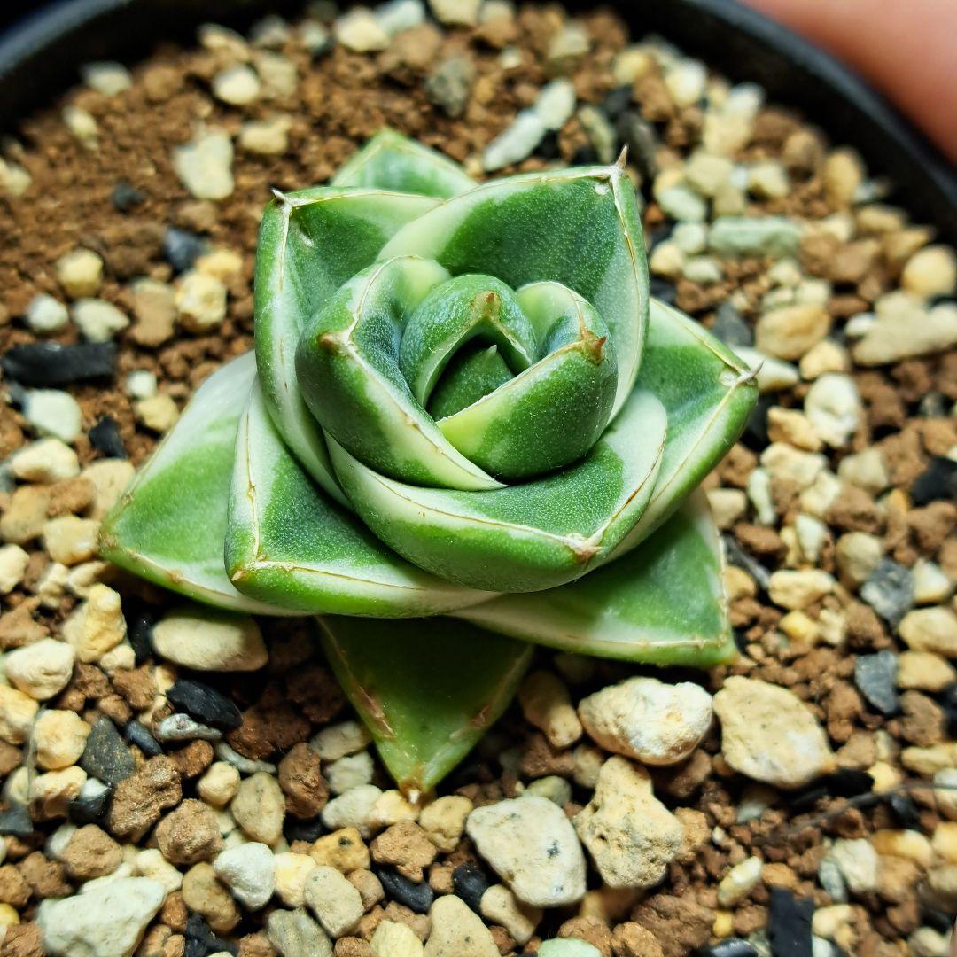 ★発根済★②　王妃笹の雪a型白覆輪　ピンキー