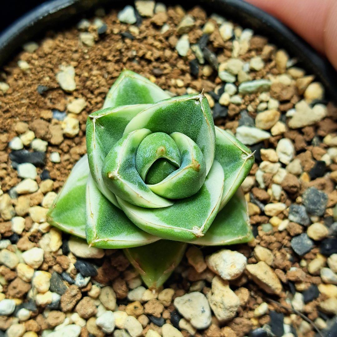 ★発根済★②　王妃笹の雪a型白覆輪　ピンキー