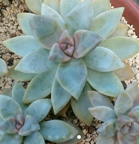 フラワー・ガーデニング thtrjrtj