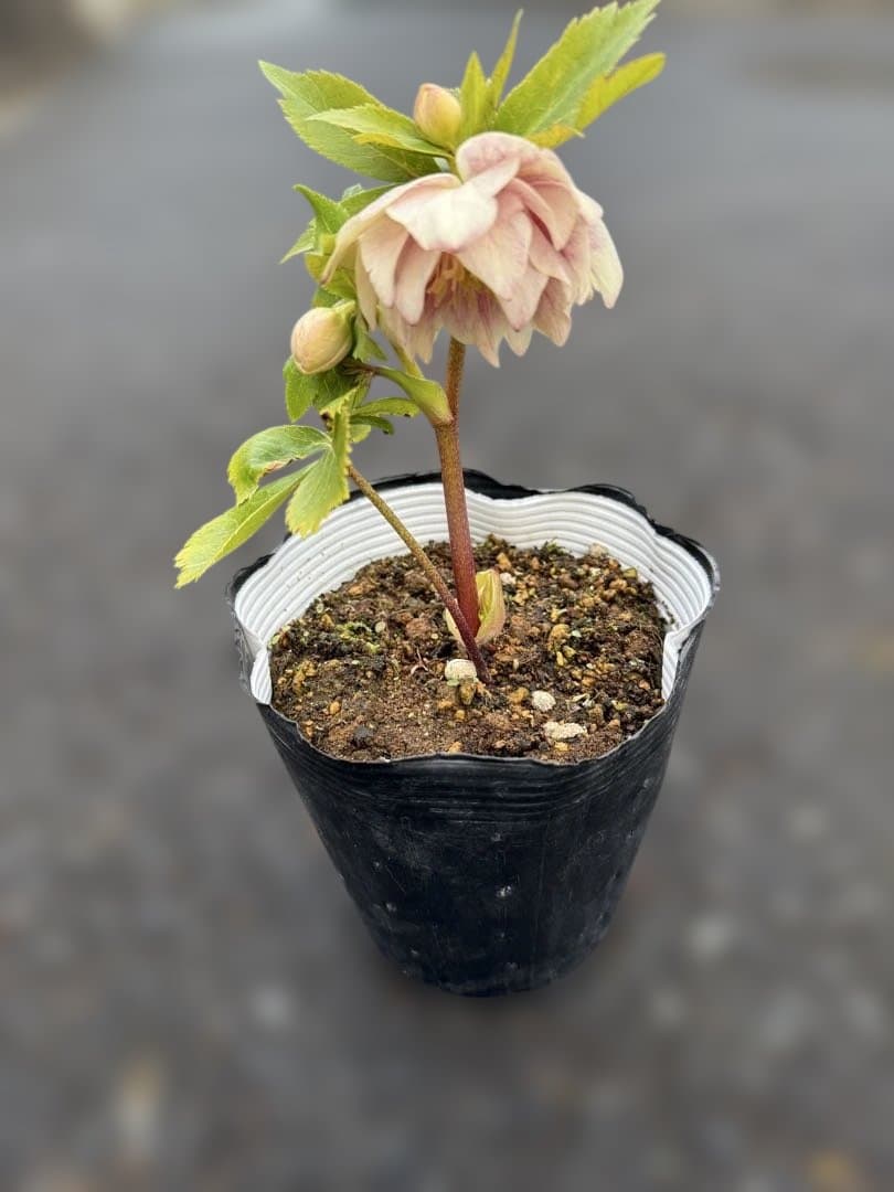 ★素晴らしいオーレア　ピンクグラデーション　ソレイユ風★クリスマスローズ開花株