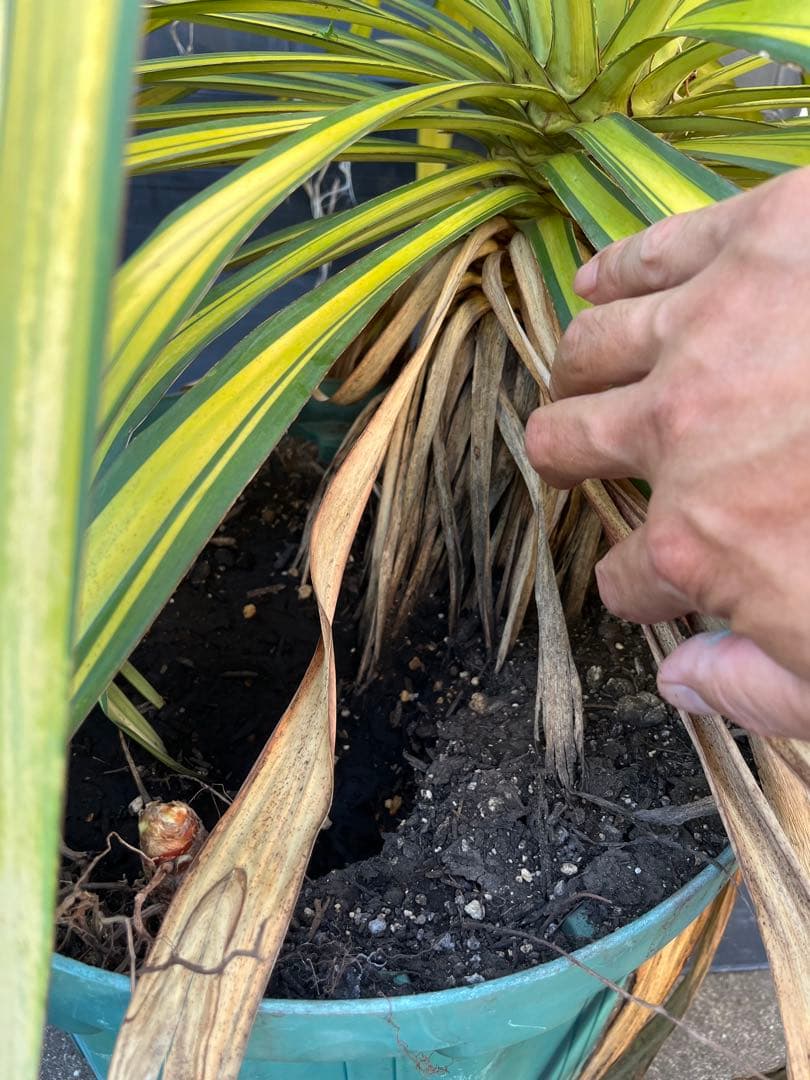 ユッカ　プレミアムゴールド　芋2つき鉢植え　 緑と黄色のストライプ 約90cm