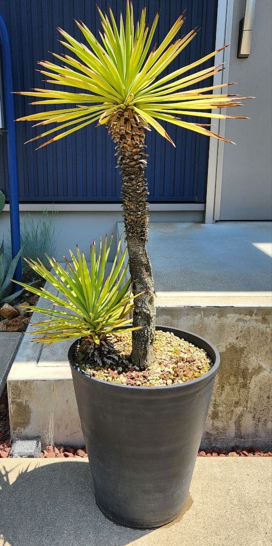 ユッカアロイフォリア　ドライガーデン　値下げしました