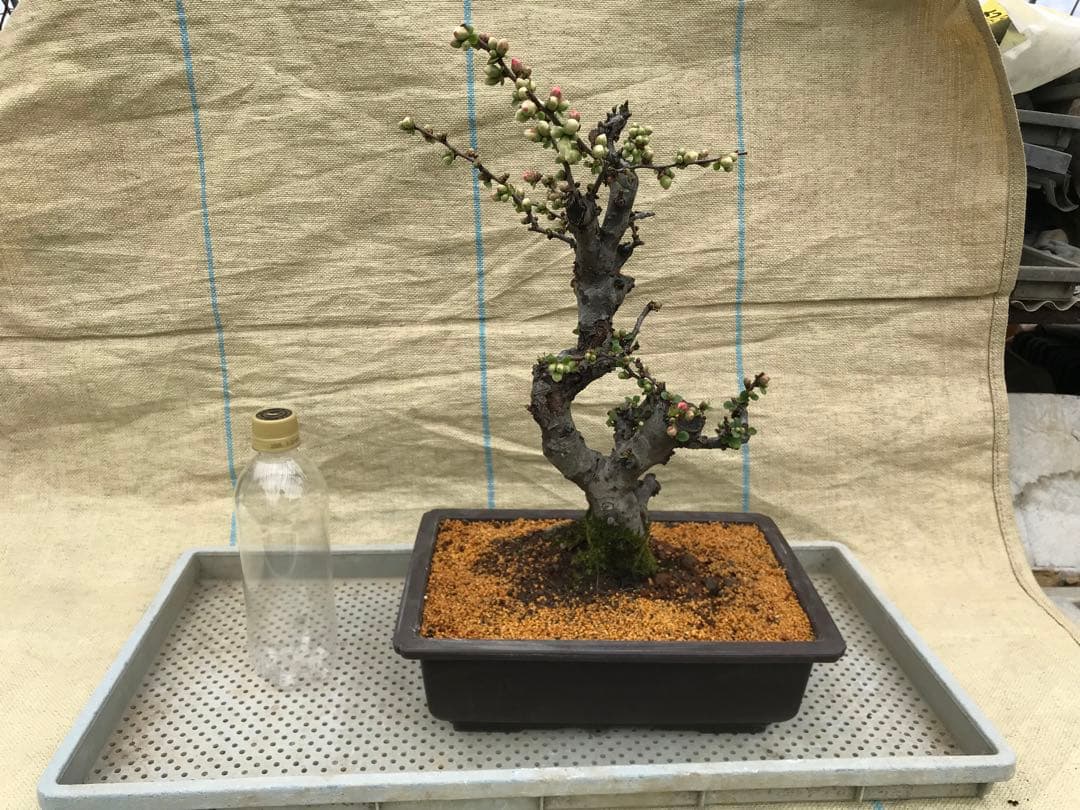 木瓜(ボケ)・放春花　安田錦　角鉢(咲分け保証品)②