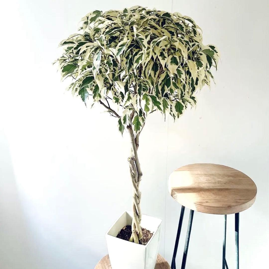 《華やぐ》フィカス ベンジャミン スターライト ビューティークイーン 登録品種