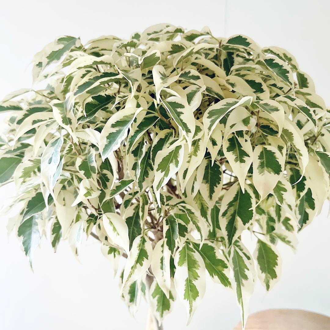 《華やぐ》フィカス ベンジャミン スターライト ビューティークイーン 登録品種