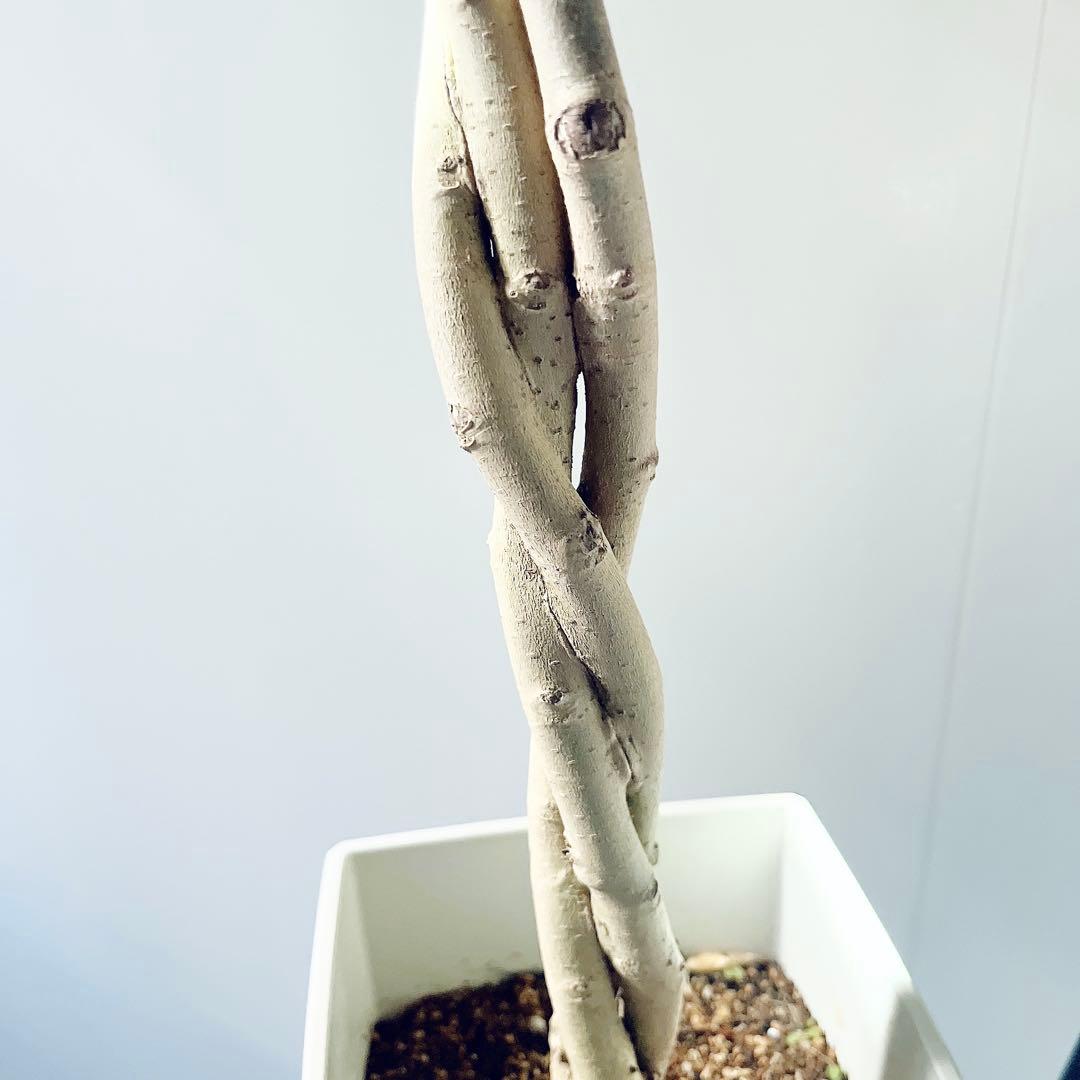 《華やぐ》フィカス ベンジャミン スターライト ビューティークイーン 登録品種