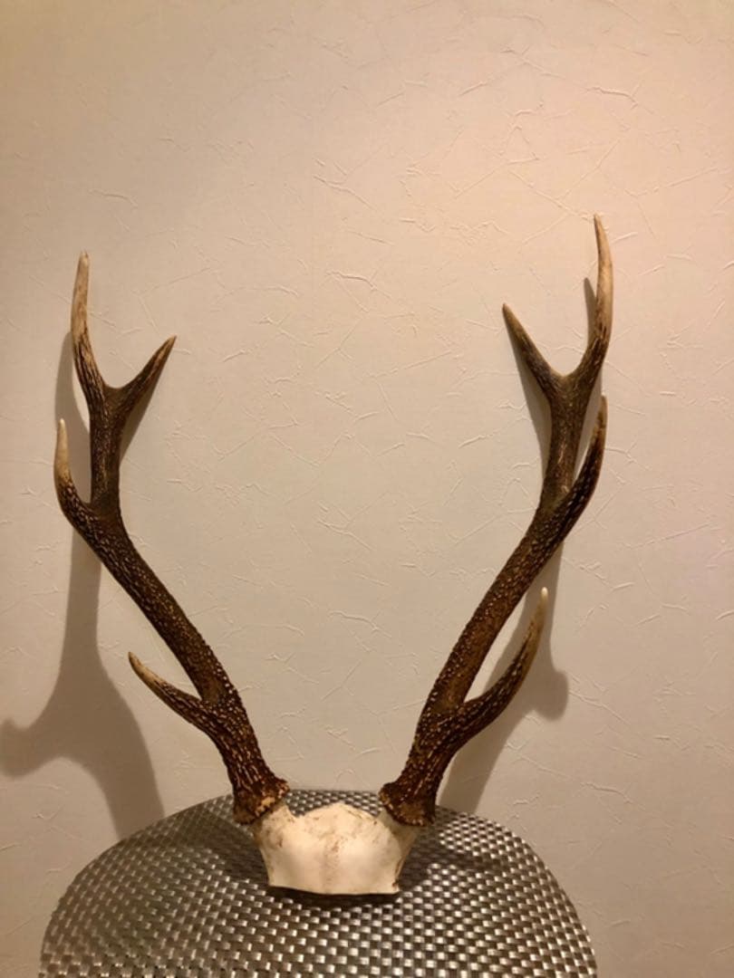 鹿のツノ(インテリア)